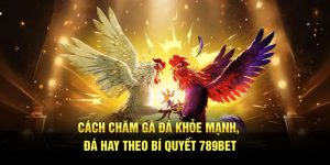 cách chăm gà đá