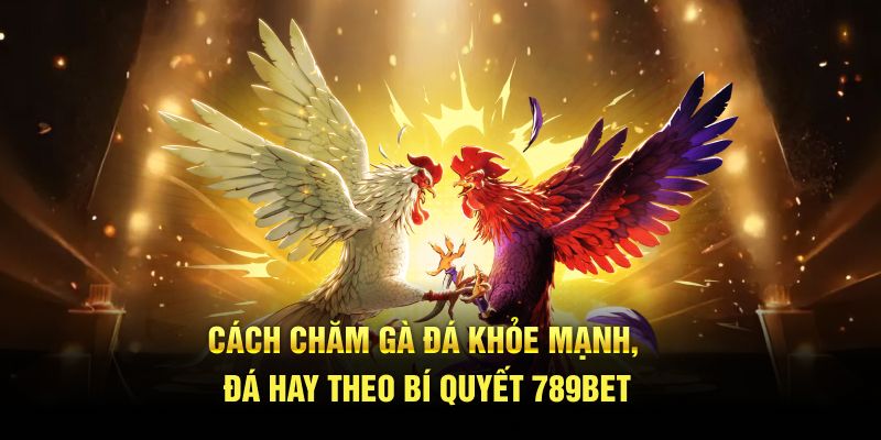 cách chăm gà đá